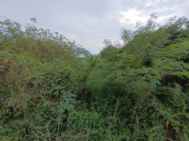 台南學甲農地-6