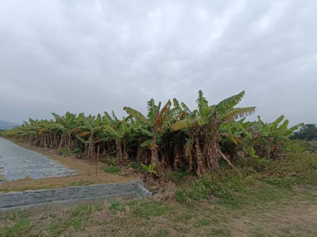 台南農地-11