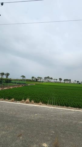 善化農地-2