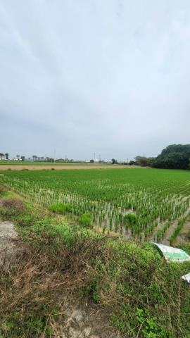 善化農地-8
